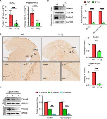 Upregulation of <mark class="highlighted">Prickle</mark>2 Ameliorates Alzheimer’s Disease-Like Pathology in a Transgenic Mouse Model of Alzheimer’s Disease